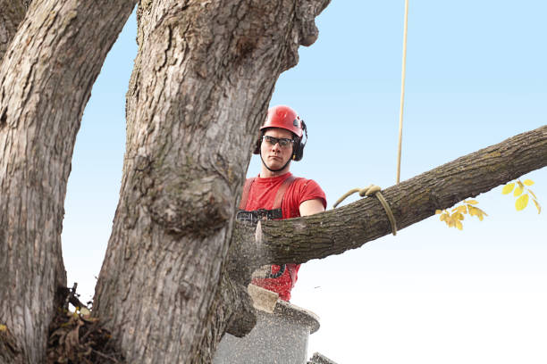 Best Hedge Trimming  in USA